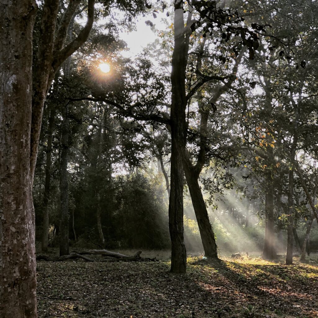 Kabini
