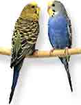 Art of wooing@abhijit2.spidertrainers.com