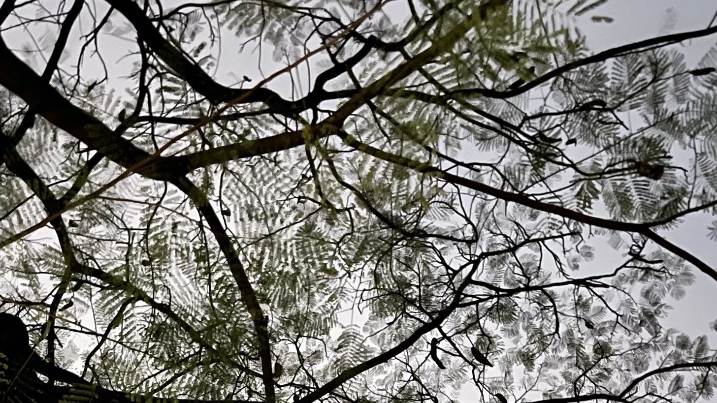 Tree canopy.jpeg