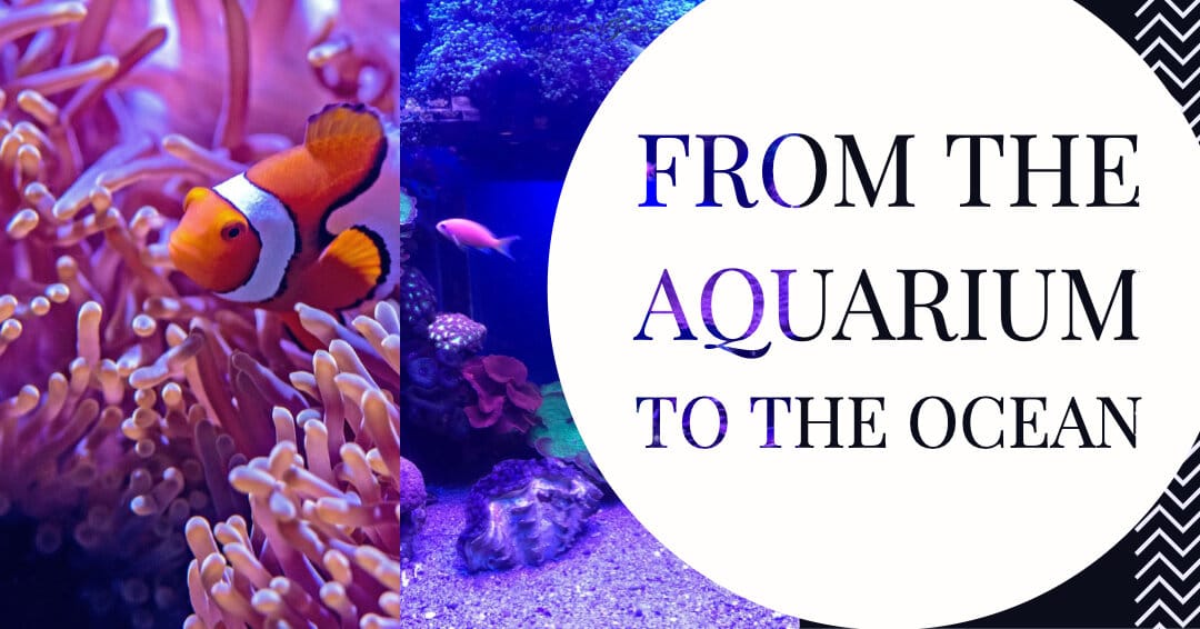 The Digital Mindset: Aquarium to Ocean