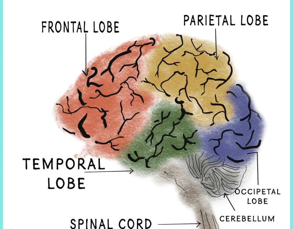 Human Brain