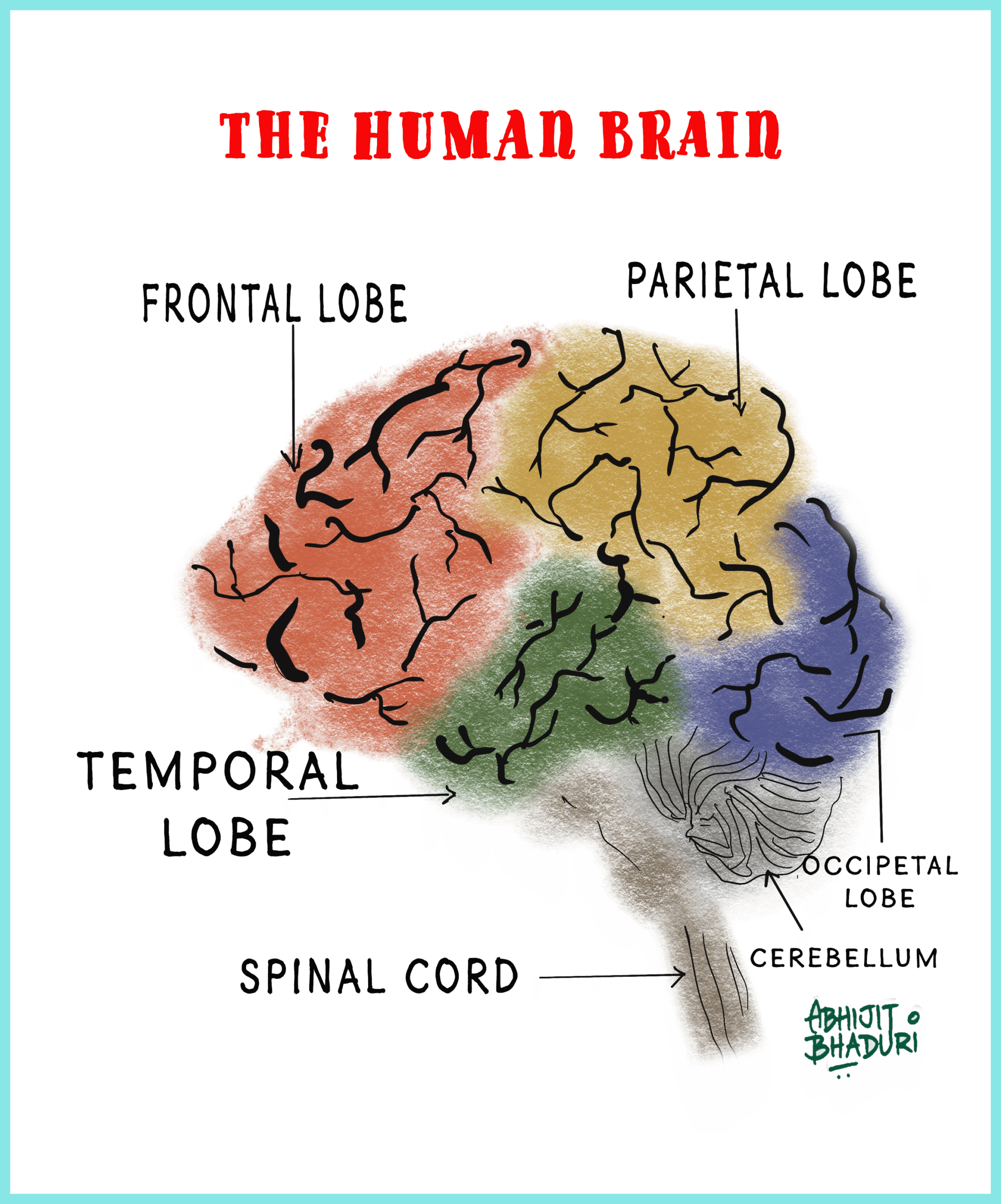 Human Brain